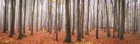 Bossenpanorama - herfst in het beukenbos