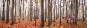 Waldpanorama - Herbst im Buchenwald