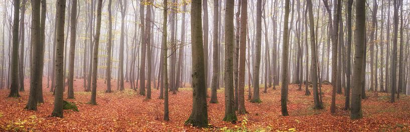 Waldpanorama - Herbst im Buchenwald von Tobias Luxberg
