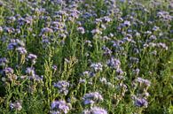 bijenvriend, tufted beauty, tansy phacelia, phacelia van Karina Gebert thumbnail
