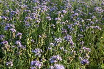 bijenvriend, tufted beauty, tansy phacelia, phacelia van Karina Gebert