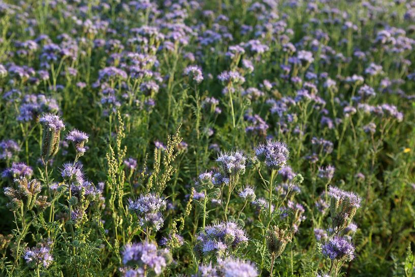 bijenvriend, tufted beauty, tansy phacelia, phacelia van Karina Gebert