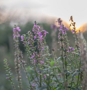 Blumen Teil 202 von Tania Perneel