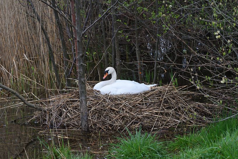 Knobbelzwaan op nest. van Wim Jacobs