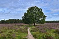 Wandelpad door de paarse heide