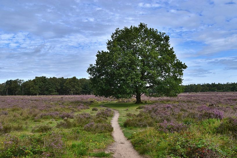 Wanderweg durch die violette Heidelandschaft von Shutterbalance