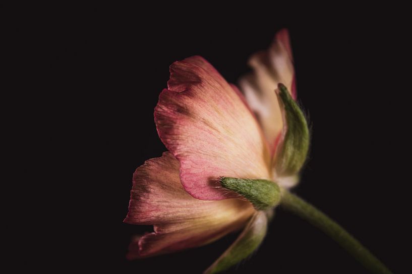Jolis pétales roses par Sandra Hazes