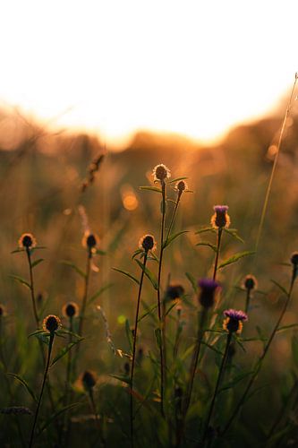 Bloemetjes in weiland bij zonsondergang van Yana Raeymaekers