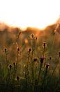 Bloemetjes in weiland bij zonsondergang van Yana Raeymaekers thumbnail