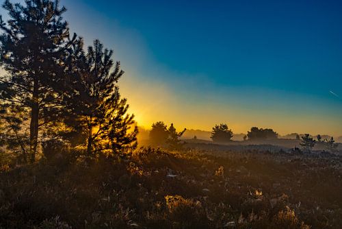 The Drentse heath during sunrise