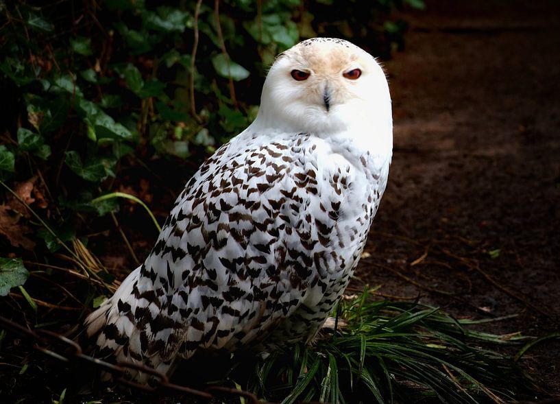 Beautiful snowy owl by Simone De Waal