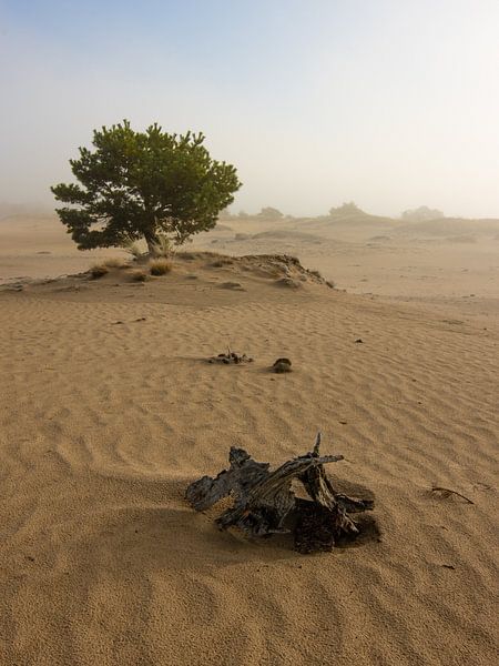 Matinée brumeuse sur le banc de sable. par AdJ Fotografie