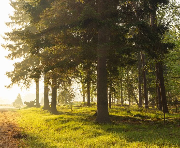 Sunrise Dwingelderveld (Netherlands) by Marcel Kerdijk