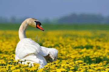 Mute Swan in field with yellow flowers by Beschermingswerk voor aan uw muur