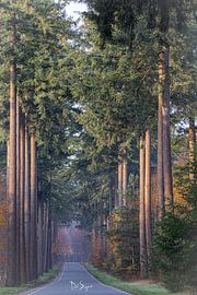 Autumnal splendour on the Veluwe-Netherlands by Dick Slagman