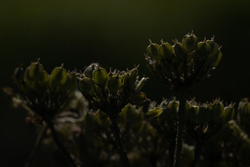 No edit just nature by Foto Studio Labie