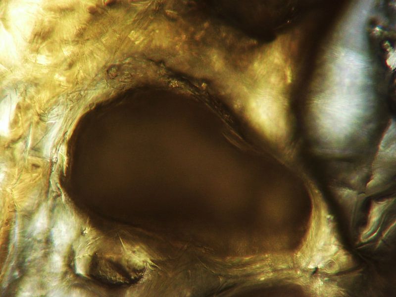 Bell pepper chips under microscope by Wijco van Zoelen