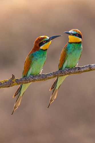 Bee-eater, Merops apiaster.