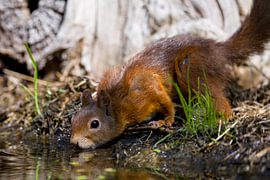 Ein Eichhörnchen trinkt