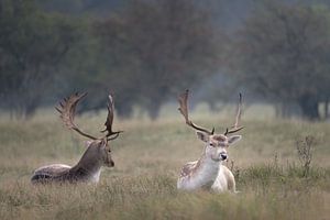 Twee jonge damherten liggen in het gras