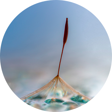 pluisje in blauw van Alexandra Bijl