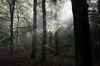Aufgehende Sonne im Wald von DuFrank Images Miniaturansicht