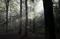 Aufgehende Sonne im Wald