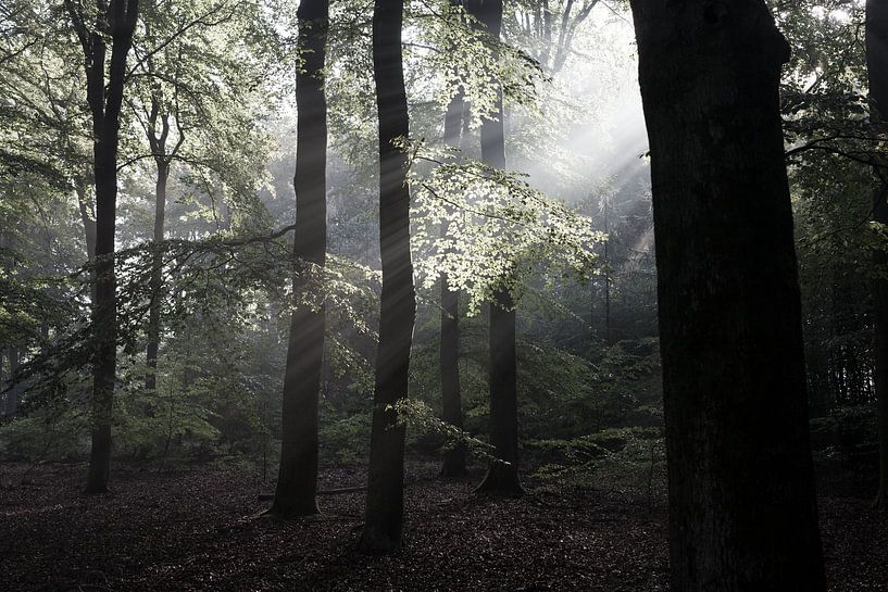 Aufgehende Sonne im Wald von DuFrank Images