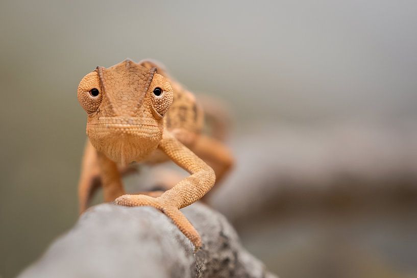 Lappenkameleon (Flap-necked Chameleon) by Ed Peeters