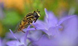 lila by Corinne Alferink