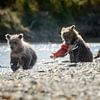 Two young grizzly bears by Menno Schaefer