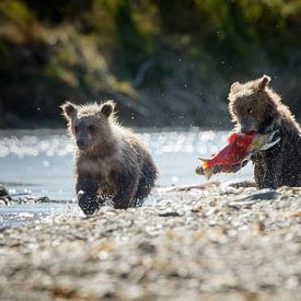 Twee jonge grizzly beren  van Menno Schaefer