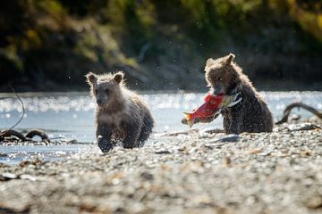 Two young grizzly bears
