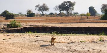 Welpje op weg naar moeder leeuw in het Liwonde National Park van Natuurpracht   Kees Doornenbal