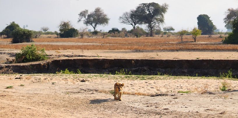 Cub on its way to mother lion in Liwonde National Park by Natuurpracht   Kees Doornenbal