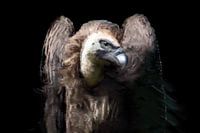 The Vulture