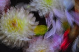 RÊVES DE FLEURS 26 sur Miroslav Ptacek