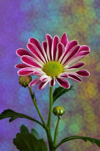 chrysant