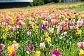 Zomerse bloemenzee onder de Euromast Rotterdam van Stefan Bezooijen