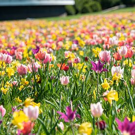 Zomerse bloemenzee onder de Euromast Rotterdam van Stefan Bezooijen