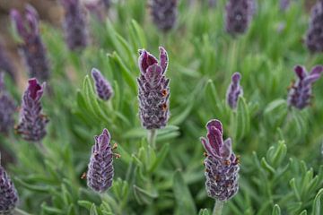 Franse lavendel bloemen van Iris Holzer Richardson