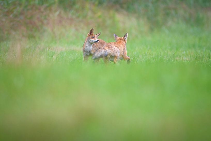 Fox by Andy van der Steen - Fotografie