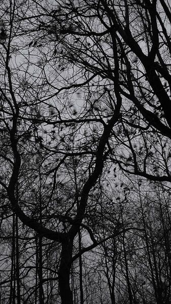 Crows black and white by Ineke Salomons