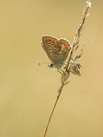 Icarus blauwtje