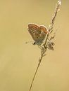 Icarus blauwtje van Henriëtte van Golde thumbnail