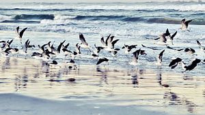 Meeuwen vliegen over het strand