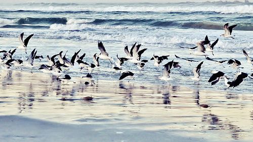 Seagulls fly over the beach