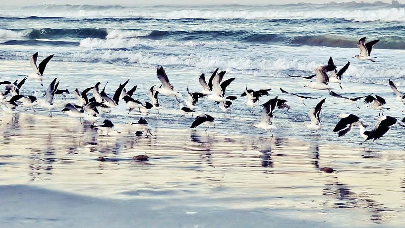 Seagulls fly over the beach by Werner Lehmann