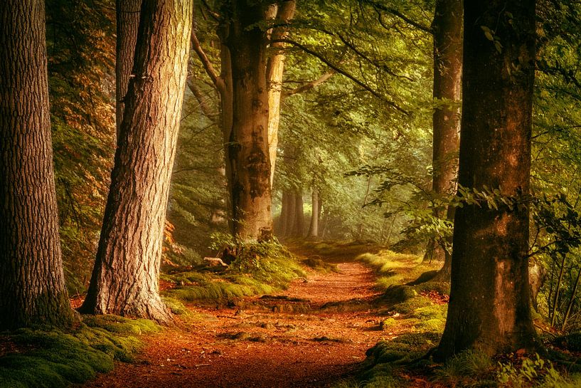 Pfad der Hobbits von Lars van de Goor