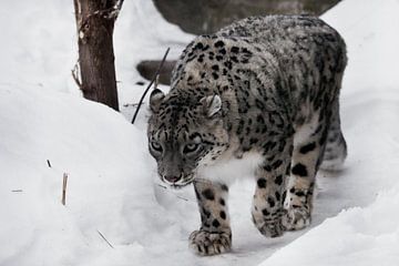 Der Schneeleopard schleicht sich auf dem Weg nach oben, von Michael Semenov